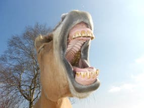 Het paardengebit | anatomie | gebitsproblemen
