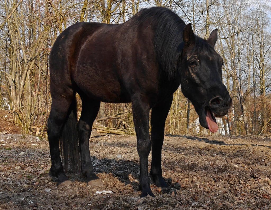 Hoesten Paard