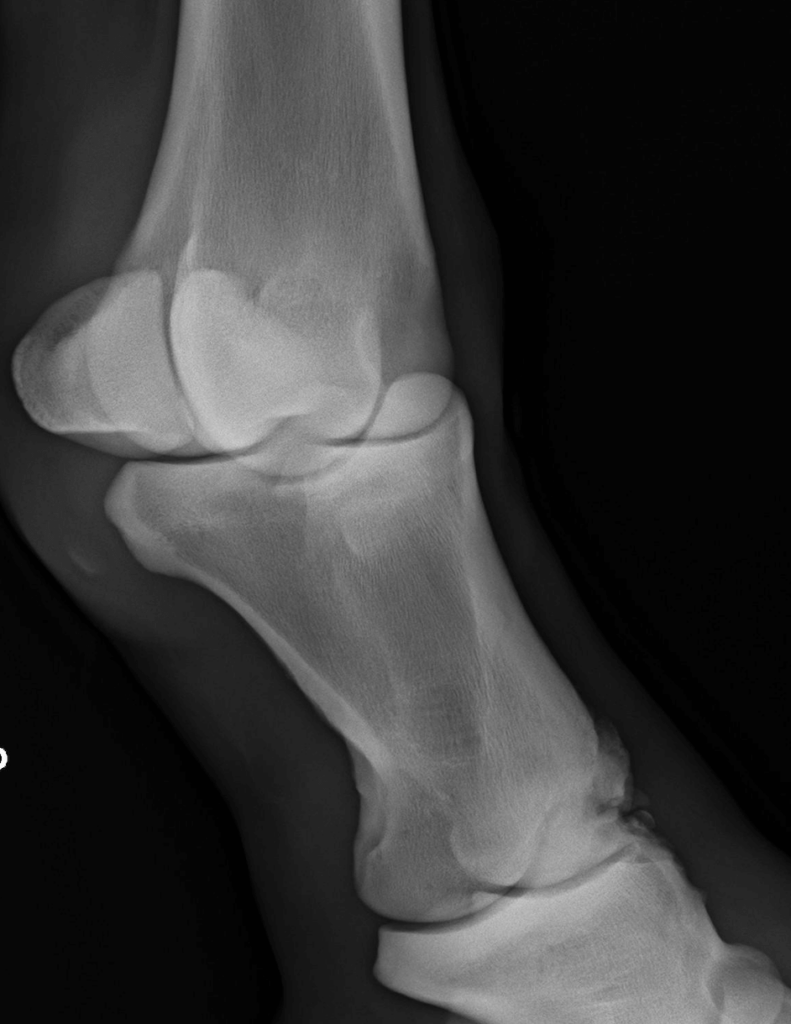 röntgenopname van paard met artrose ter hoogte van het kroongewricht