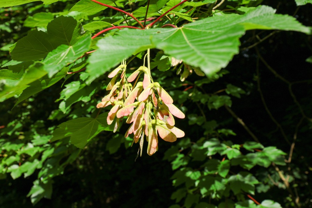 Groep van zaden van de Acer Pseudoplatanus of de sycamore esdoorn Vermijd een esdoornvergiftiging bij uw paard